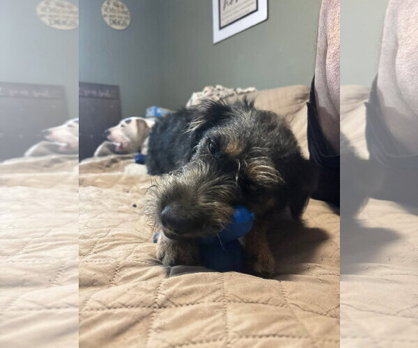 Medium Photo #8 Mutt Puppy For Sale in Germantown, OH, USA