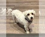 Small #2 Maltese
