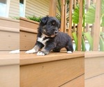 Small Photo #3 Miniature Australian Shepherd Puppy For Sale in DAWSON, GA, USA