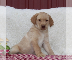 Labrador Retriever Puppy for sale in FELTON, PA, USA