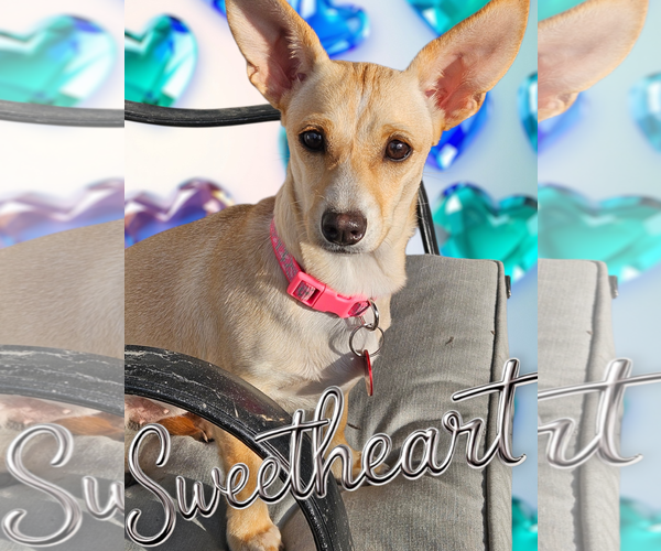 Medium Photo #1 Chihuahua-Unknown Mix Puppy For Sale in Farmington, MN, USA