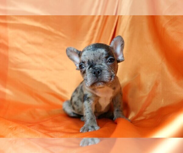 Medium Photo #5 French Bulldog Puppy For Sale in NAPLES, FL, USA
