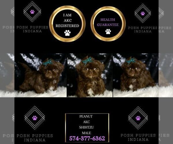 Medium Photo #2 Shih Tzu Puppy For Sale in WARSAW, IN, USA