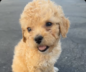Maltipoo Puppy for sale in RANCHO CUCAMONGA, CA, USA
