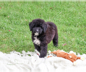 Bernedoodle (Miniature)-Saint Berdoodle Mix Puppy for sale in SYRACUSE, IN, USA