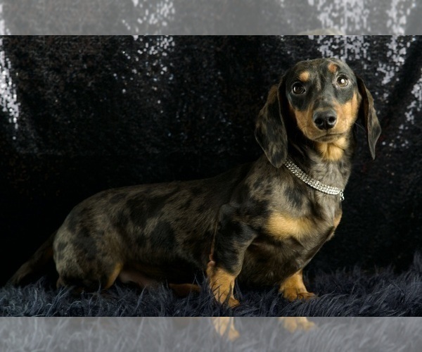Medium Photo #53 Dachshund Puppy For Sale in WARSAW, IN, USA