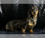 Small #11 Dachshund