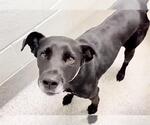 Small #2 Labrador Retriever Mix