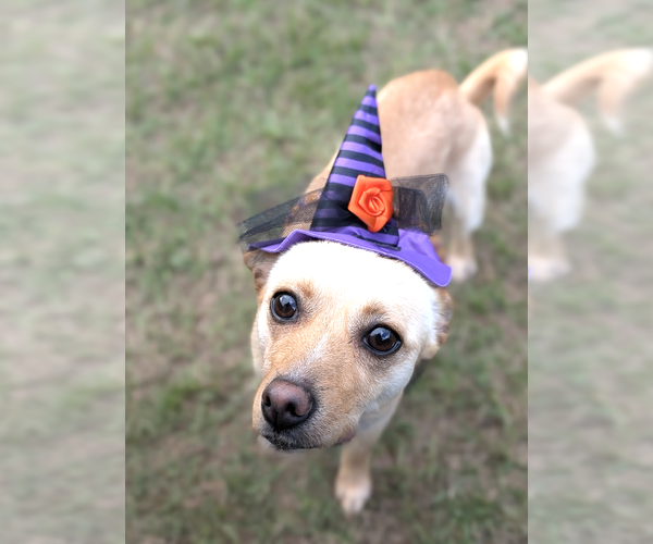 Medium Photo #3 Chihuahua-Unknown Mix Puppy For Sale in Rockville, MD, USA