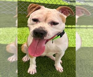 MADAM WIGGLESWORTH - Female American Pit Bull Terrier Dog for Adoption - Photo #3