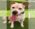 Small Photo #3 American Pit Bull Terrier Puppy For Sale in Texas City, TX, USA