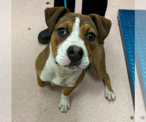 American Bulldog-Labrador Retriever Mix Dogs for adoption in Brewster, NY, USA
