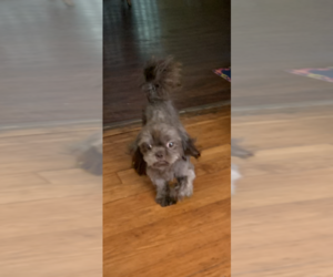 Shih Tzu Puppy for sale in CAHOKIA, IL, USA