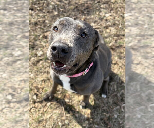 Medium Photo #6 Labrador Retriever-Unknown Mix Puppy For Sale in Jefferson, WI, USA