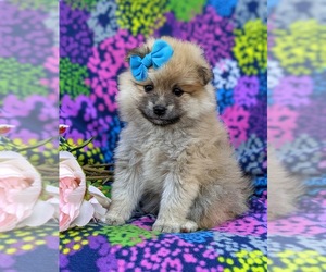 Pomeranian Puppy for sale in CHRISTIANA, PA, USA