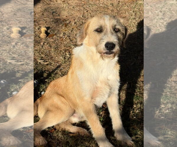 Medium Photo #3 Mutt Puppy For Sale in Rockaway, NJ, USA