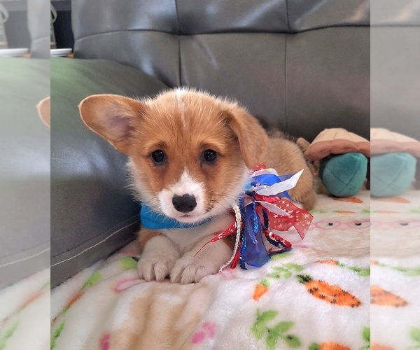 Medium Photo #3 Pembroke Welsh Corgi Puppy For Sale in ARROYO GRANDE, CA, USA