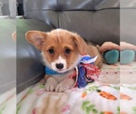 Small #2 Pembroke Welsh Corgi