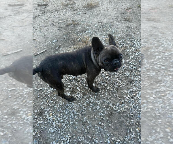 Medium Photo #2 French Bulldog Puppy For Sale in Linton, IN, USA
