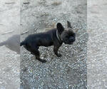 Small #1 French Bulldog