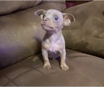 Small #6 Chihuahua