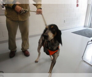 Bluetick Coonhound Dogs for adoption in Ocala, FL, USA