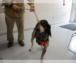 Small Bluetick Coonhound
