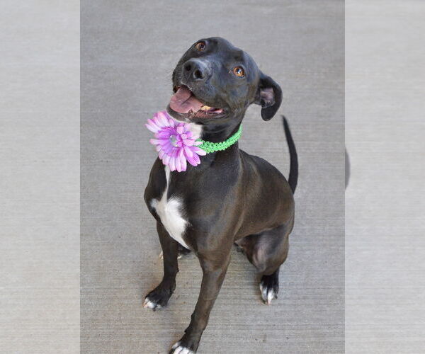 Medium Photo #1 American Pit Bull Terrier-Unknown Mix Puppy For Sale in McKinney, TX, USA