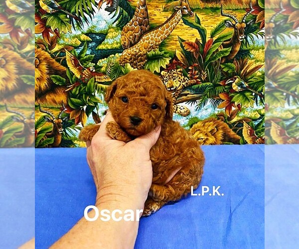 Medium Photo #1 Poodle (Toy) Puppy For Sale in WINNSBORO, LA, USA