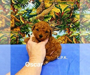 Poodle (Toy) Puppy for sale in WINNSBORO, LA, USA