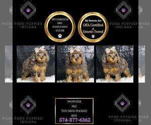 Poodle (Toy) Puppy for sale in WARSAW, IN, USA