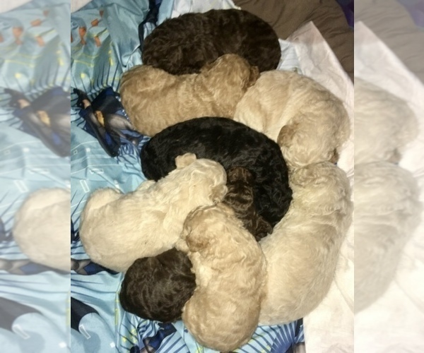 Medium Photo #17 Poodle (Standard) Puppy For Sale in PASO ROBLES, CA, USA