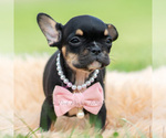 Small #4 French Bulldog