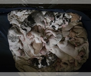 Great Dane Puppy for Sale in MOLINE, Illinois USA