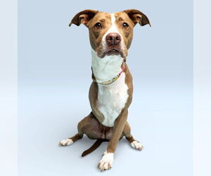American Pit Bull Terrier Mix Dog for Adoption in Rowlett, Texas USA