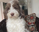Small Photo #1 Australian Labradoodle Puppy For Sale in WASH, NC, USA