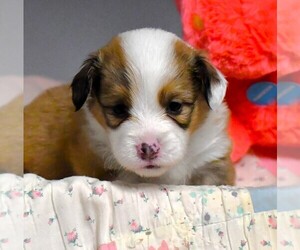 Pembroke Welsh Corgi Puppy for sale in PURCELLVILLE, VA, USA