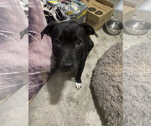 Bulldog-Unknown Mix Dogs for adoption in Atlanta, GA, USA