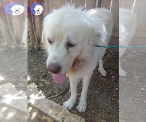 Kelly - Male Great Pyrenees Dog for Adoption - Photo #7