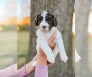Labradoodle Puppy for sale in PORTLAND, MI, USA