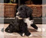 Small Photo #1 Portuguese Water Dog Puppy For Sale in ATMORE, AL, USA