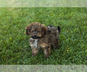Cavapoo-Goldendoodle Mix Puppy for sale in TOPEKA, IN, USA