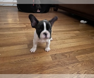 French Bulldog Puppy for sale in TOWSON, MD, USA