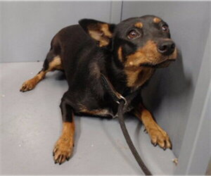 Doberman Pinscher Dogs for adoption in Downey, CA, USA