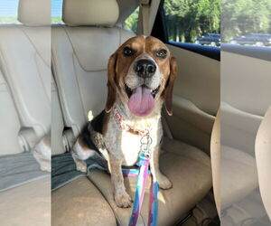 Beagle Dogs for adoption in Tampa, FL, USA