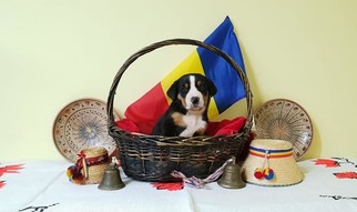 Greater Swiss Mountain Dog Puppy for sale in Turda, Cluj, Romainia