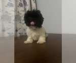 Small #54 Havanese