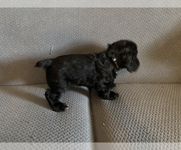 Medium Photo #15 Cocker Spaniel Puppy For Sale in COLBERT, GA, USA