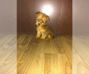 Yorkshire Terrier Puppy for sale in LAPEER, MI, USA