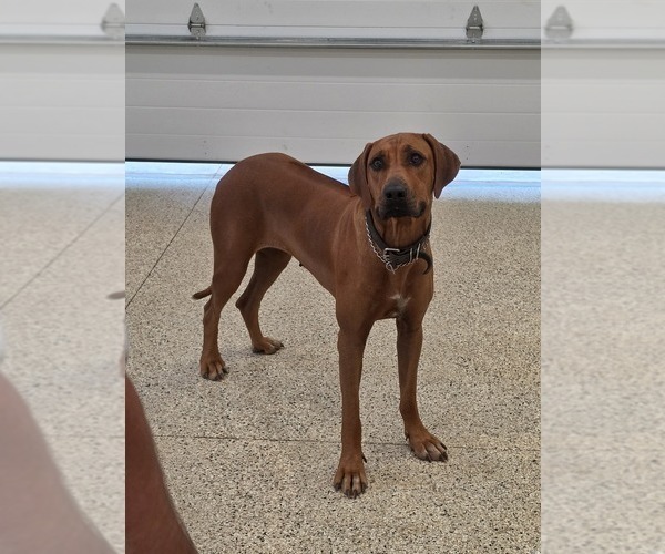 Medium Photo #1 Rhodesian Ridgeback Puppy For Sale in BUMPASS, VA, USA